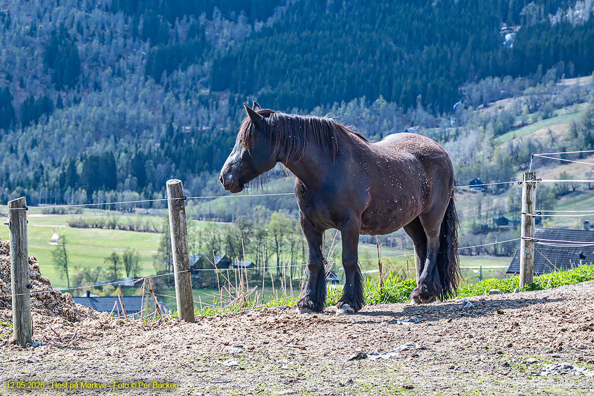 Hest på Mørkve