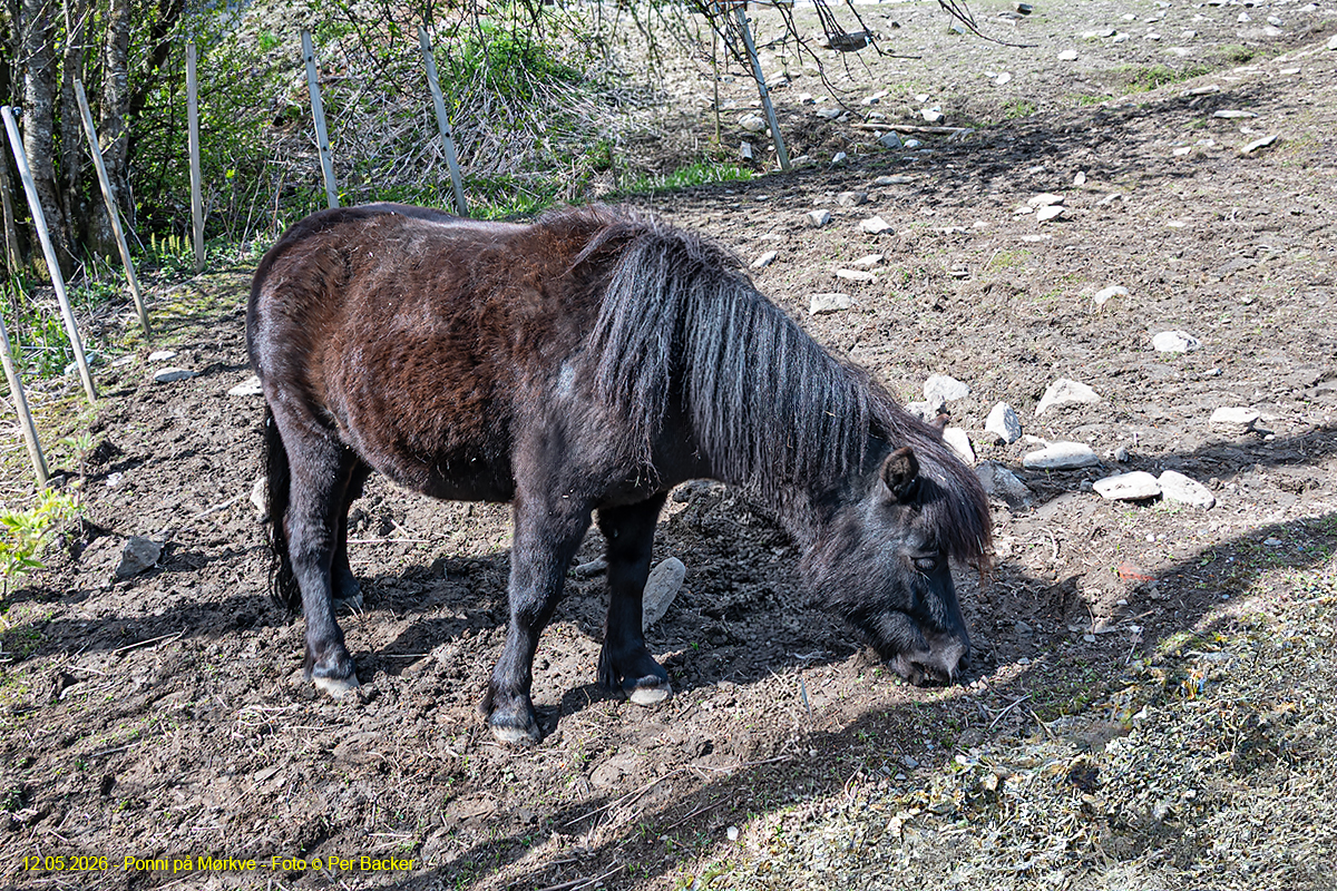 Ponni på Mørkve