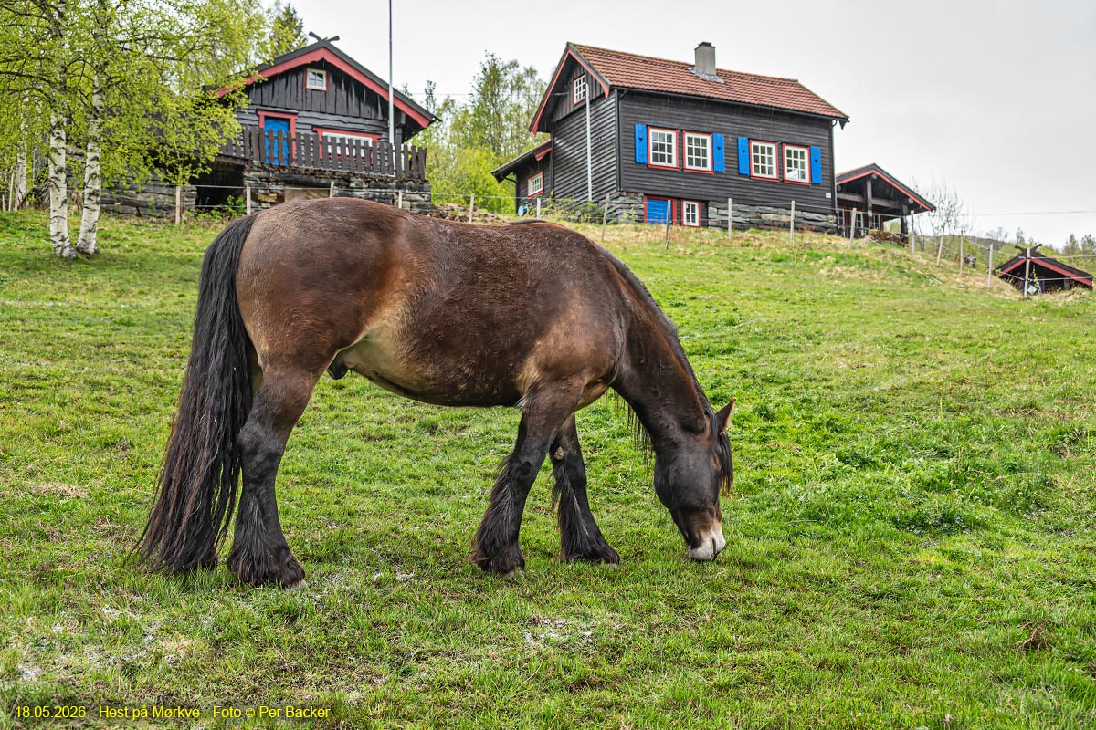 Hest på Mørkve