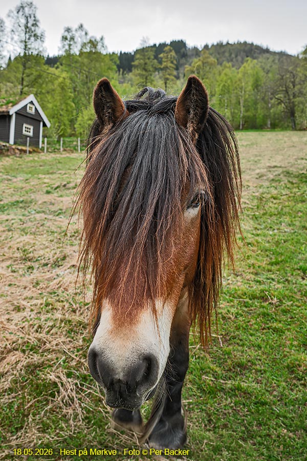 Hest på Mørkve