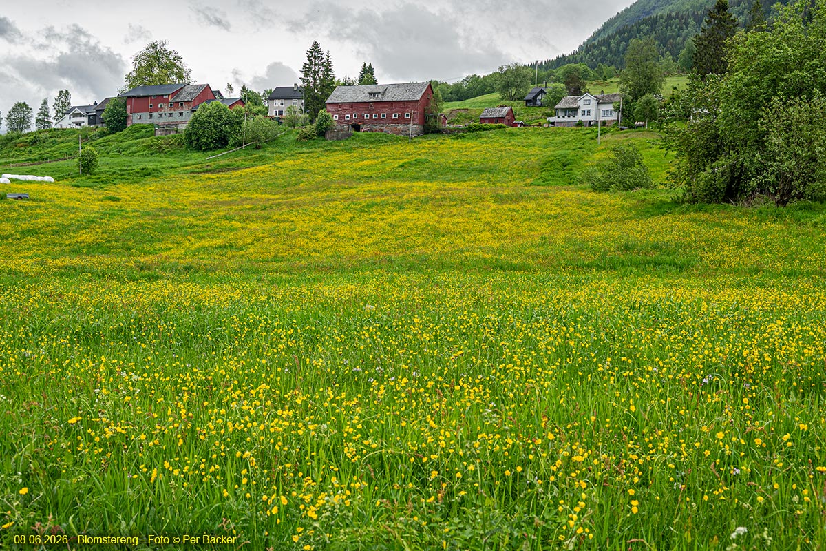 Blomstereng